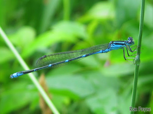 Stream Bluet