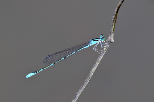 Stream Bluet