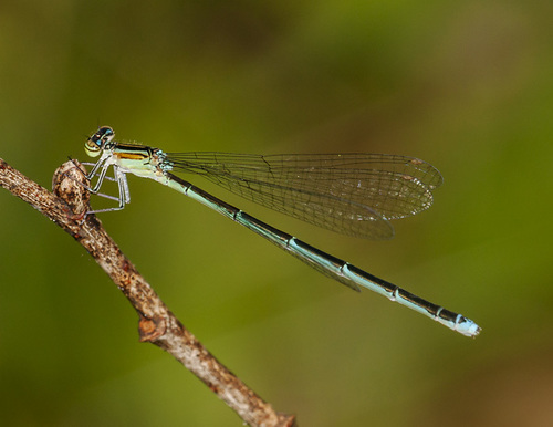 Stream Bluet