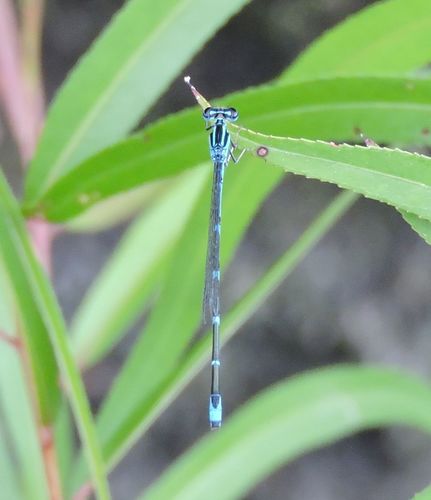 Stream Bluet