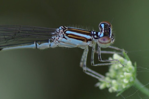 Stream Bluet