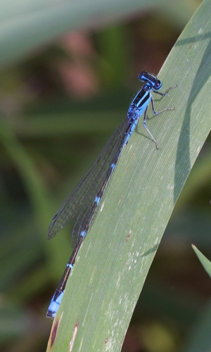 Stream Bluet