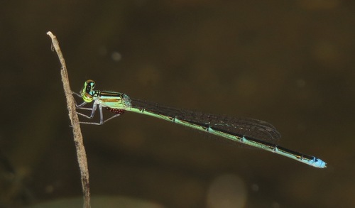 Stream Bluet