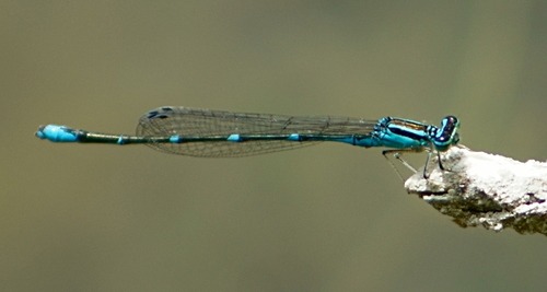 Stream Bluet