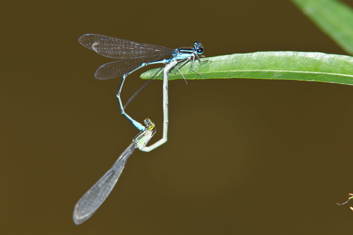 Stream Bluet