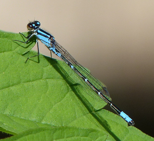 Skimming Bluet