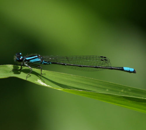 Skimming Bluet