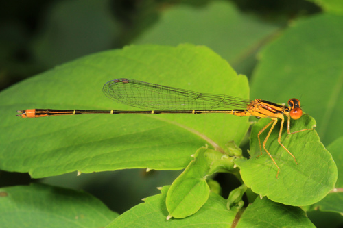 Orange Bluet