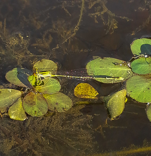 Orange Bluet
