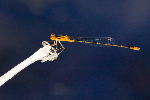 Orange Bluet