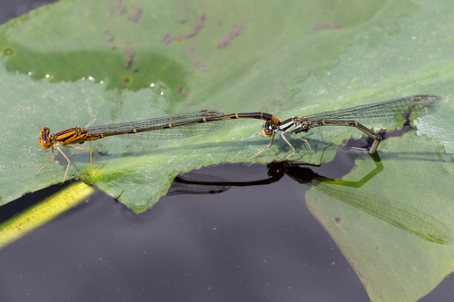 Orange Bluet