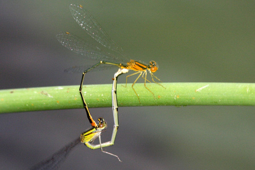 Orange Bluet