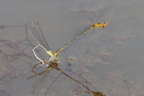 Orange Bluet