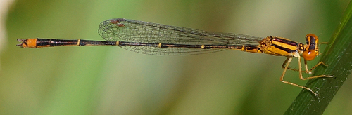 Orange Bluet