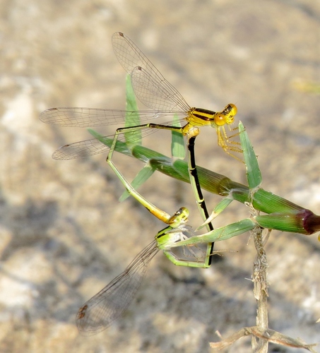 Orange Bluet